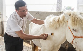 Nuôi ngựa bạch sắm nhà lầu, xe hơi ở Thái Nguyên