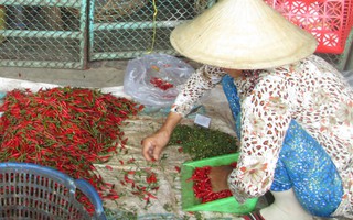 36,25% mẫu ớt bột, ớt khô nhiễm độc tố aflatoxin