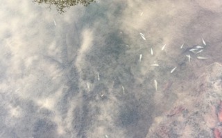 Cá chết "trắng" con suối chảy qua động Thiên Đường