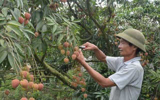 Cây "tỉ phú" mới trên đất Tây Nguyên