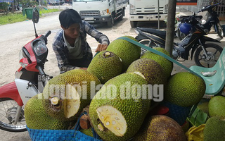 Vào mùa thu hoạch rộ, giá mít Thái siêu sớm giảm sâu