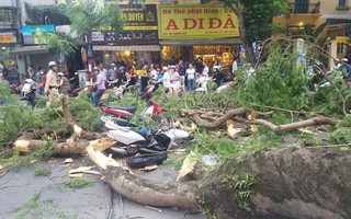Hà Nội: Cây phượng bất ngờ đổ, đè ập lên 5 người đi đường