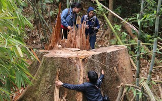 Vụ thảm sát rừng lim cổ thụ: Truy nã 2 đối tượng chủ mưu