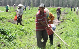 Rắc rối giao đất rừng ở Bà Rịa - Vũng Tàu: Dân chờ không được tự bao chiếm