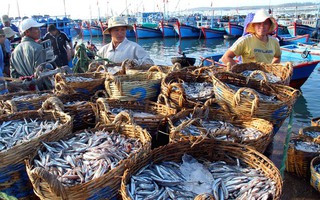Ngư dân Ninh Thuận với những chuyến biển đầy ắp cá