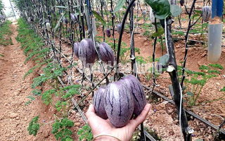 Kỹ sư trẻ trồng thành công dưa pepino tím độc nhất Việt Nam