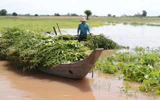 Đỉnh lũ năm 2018 tại ĐBSCL tiềm ẩn nhiều nguy cơ