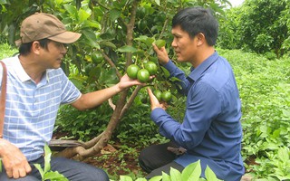 Chuyện lạ về "vua bơ" Tây Nguyên