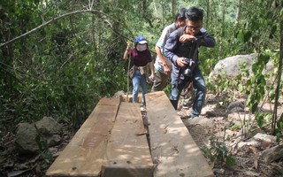 Cận cảnh khu rừng cổ thụ ở Bình Định bị lâm tặc triệt hạ