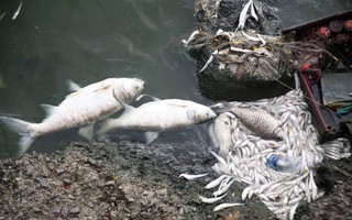 Cá chết ở hồ Tây: "Có thể do biến đổi khí hậu"