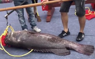 Trung Quốc: Xẻ thịt "Vua cá lạ" giá gần 1 tỉ để lấy hên
