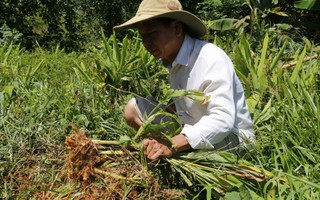 Hơn 100 tấn nghệ của nông dân Quảng Nam cần "giải cứu"