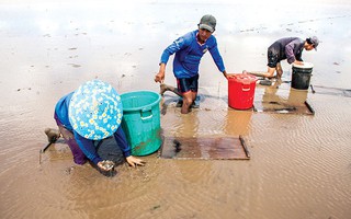 Có 1 bãi bồi ở Cà Mau khi nước rút lộ đầy đặc sản biển