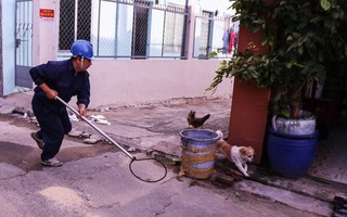 Bắt chó thả rông giữa trung tâm Sài Gòn