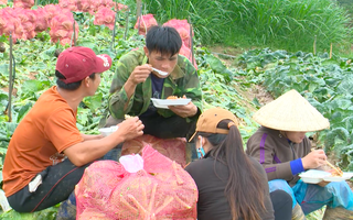 VIDEO: Nông sản Trung Quốc nhái Đà Lạt: "Giết chết" nông dân
