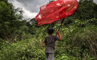Những người săn bướm bí ẩn ở Indonesia