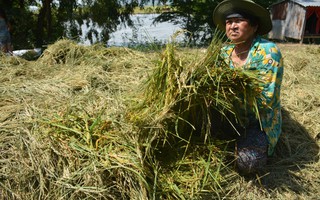 Hàng chục ngàn ha lúa vùng Tứ giác Long Xuyên bị nước lũ uy hiếp