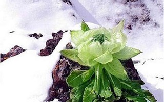 Thiên sơn tuyết liên 7 năm mới nở hoa: 100 triệu đồng/kg