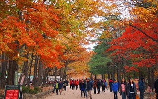 8 trải nghiệm không thể bỏ lỡ khi đến Hàn Quốc mùa thu