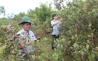 Đánh thức Bùi Hui