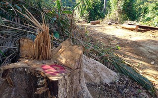 Doanh nghiệp lợi dụng khai thác gỗ vườn để phá rừng?