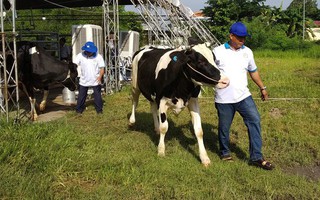 27 "thí sinh" tham gia vòng chung kết "hoa hậu bò sữa" tại Củ Chi