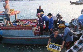 Sướng mắt với chợ cá tươi roi rói vào buổi sớm mai ở Bãi Phủ
