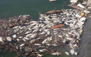 Cá chết trắng nổi lềnh bềnh tại hồ điều tiết ở Đà Nẵng