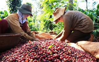 Khuyến khích tiêu thụ cà phê nội địa