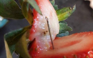 Kim khâu trong dâu tây lan đến New Zealand