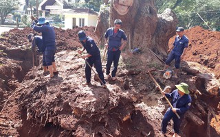 Nhiều nhà khoa học đành "bó tay" cứu cây di sản