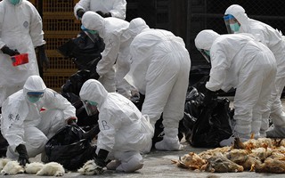 Trung Quốc gây lo ngại về dịch H7N9