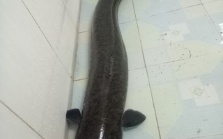 Đầu năm bắt được cá lệch “khủng” dài 1,6 m, nặng 10 kg