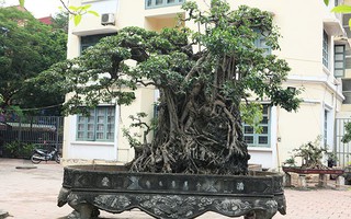 Đổi 8 lô đất ở Thủ đô lấy cây sanh cổ nhất châu Á