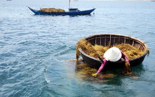 Tìm thấy thi thể người phụ nữ tử vong khi hái rong mơ