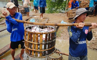 Cá tra áp lực lớn trong năm 2019