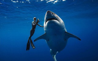 Cá mập trắng “quái vật” bất ngờ xuất hiện ngoài khơi Hawaii