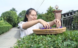 Cô giáo 9X làm trà từ hàng ngàn loại hoa ở Sa Đéc