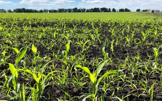 Bộ Y tế Canada bảo lưu kết luận về tính an toàn của thuốc trừ cỏ Glyphosate