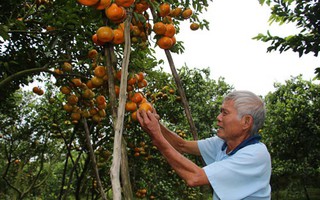 Nông dân thủ phủ quýt hồng lo mất Tết