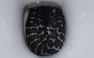 Bị rắn trong bồn cầu cắn khi đi vệ sinh