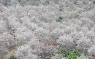 Cao nguyên Mộc Châu chìm đắm trong màu trắng hoa mơ