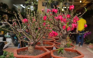 Đào mini Trung Quốc giá tiền triệu tràn ngập chợ hoa