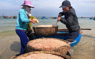 Cận Tết, ngư dân Quảng Ngãi trúng đậm mùa ruốc