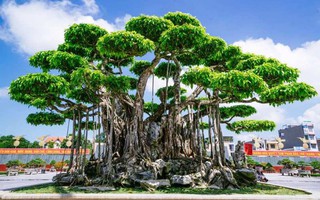 Choáng với cây sanh cổ được khách Nhật định giá hơn 20 triệu USD