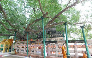 BODH GAYA, nơi muộn phiền bỏ lại