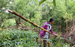 Quảng Nam: Điều tra vụ kẻ xấu chặt hạ hơn 4.000 cây keo