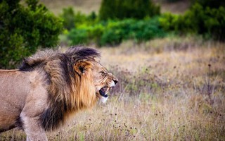 Đàn sư tử bị giết hại tàn ác để làm ma thuật ở Nam Phi
