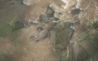 Đàn voi chết thảm sau khi rơi xuống thác nước