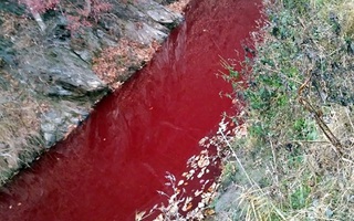Dòng sông đỏ lòm máu heo gần biên giới liên Triều